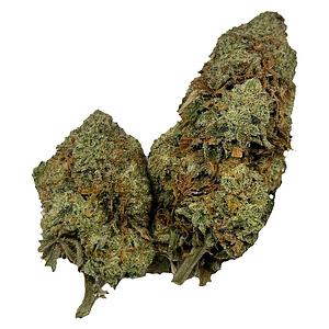 Puffer's Paradise - Honah Lee Haze