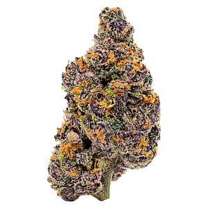 Ivory - Aurora Frost