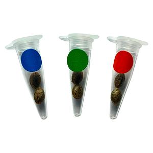 Green Rose Seeds - Crashed Out Cookies Multipack