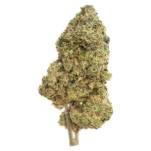 The Republic - Black Label