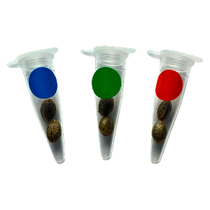 Green Rose Seeds - Crashed Out Cookies Multipack