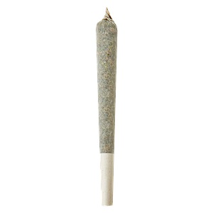 Shed Boys - Lemon Rush Double Infused Pre Roll
