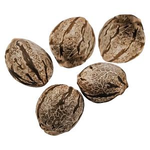 Happy Valley Genetics - Harlequin CBD Feminized Seeds