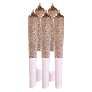 Station House - Northern Lights Pre Roll