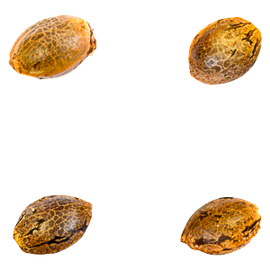 Green Rose Seeds - 41 Ghosts (auto Fem Seeds)