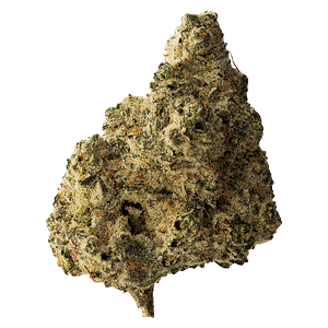 The Loud Plug - Headband