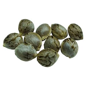 Voodoo Shack Seed Company - Crown Jewelz Regular Seeds
