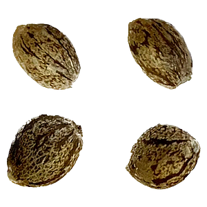 Automatic Ganja - Raspberry Ortega Northern Lights THC AUTO Feminized