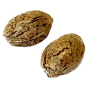 Clone Collector Seed Bank - Modified Animal Cookies - Feminized Seeds