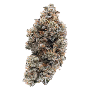 Northern Canna - Frosted Guava Nuts