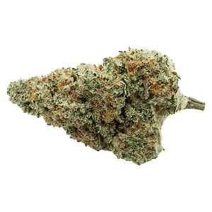 Encore - Back Stage Pass Indica