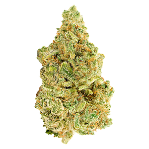 Versus - White Widow