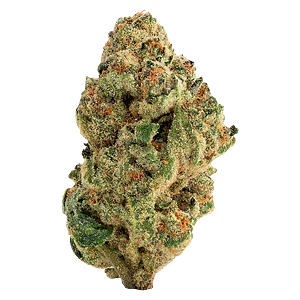 The Loud Plug - Venom