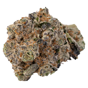 Silky Continental - Cross Bow