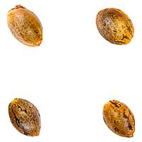 Green Rose Seeds - Crasher Breath