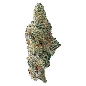 The Loud Plug - Tropicana Cookies