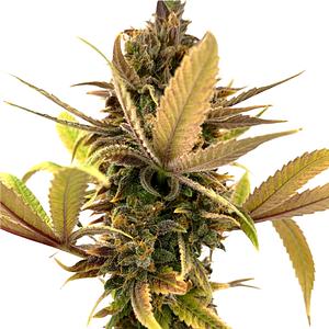 Erbaceous™ - E V E R E 5 T Seeds (Regular)