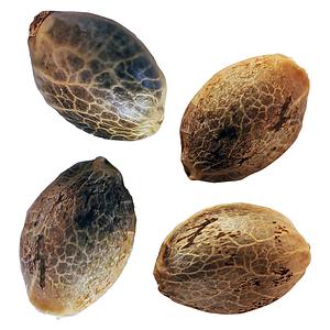 Weathered Islands Craft Cannabis - BC West Coast Feminized Seed Multi Pack