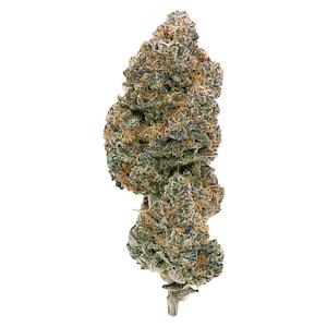 Northern Canna - Modified Supersonic