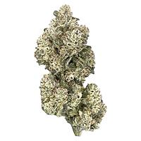 HighXotic - Royal Dive #5: Purple Zombie