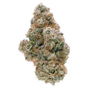 Northern Canna - Galactic Guava