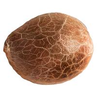 34 Street Seed Co. - Jack Herer Seeds