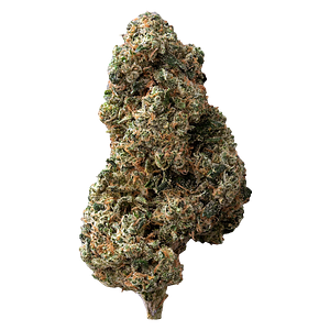 The Loud Plug - Sticky Bunz