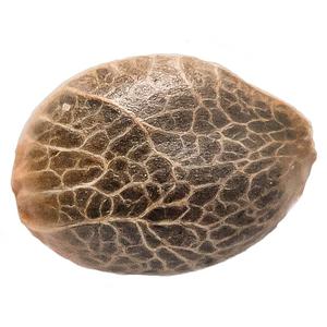 34 Street Seed Co. - Bubba Kush Seeds
