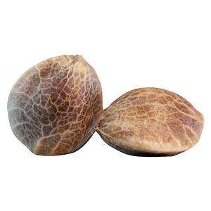 Eclectic - Woosah Select Feminised Seeds