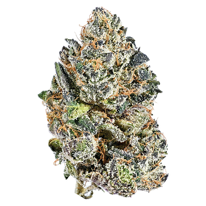 Tribal - Galactic Rntz