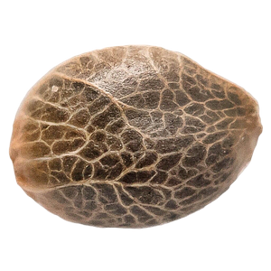 34 Street Seed Co. - Bubba Kush Seeds