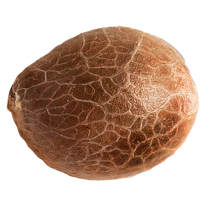 34 Street Seed Co. - Jack Herer Seeds