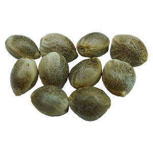 Voodoo Shack Seed Company - Diamond Scout Regular Seeds