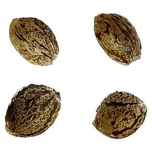 Automatic Ganja - Raspberry Ortega Northern Lights THC AUTO Feminized