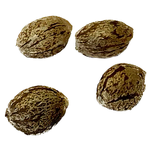 CBD Vault - Pure CBD Gorilla Citrus Photo Feminized