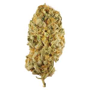 Station House - Jack Herer
