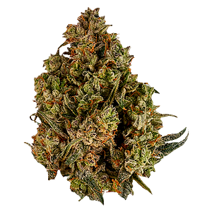 Viola - Halftime (Balanced)