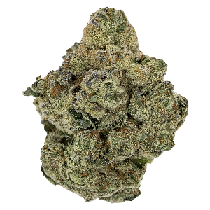 Pistol and Paris - Rockstar