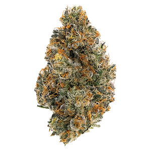 Northern Canna - Frosted Tiger Nuts