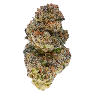 TADU - Black Gorilla