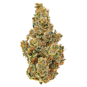 Coast Mountain Cannabis - BC Organic Dancehall