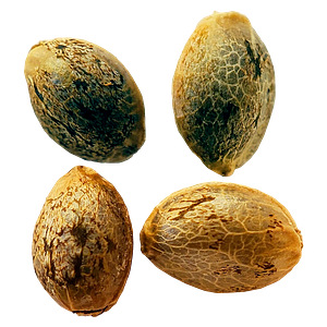 Weathered Islands Craft Cannabis - Cannabis Cup Autoflower Feminized Seed Multi pack