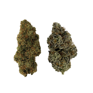 514 - Homa Dual Pack