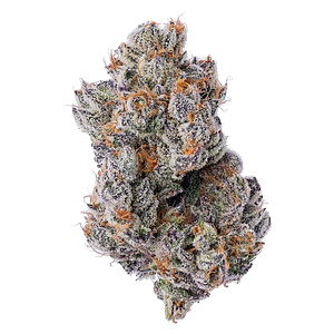 Coterie - Purple Zushi