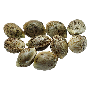 Voodoo Shack Seed Company - Ruby Tuesday Regular Seeds