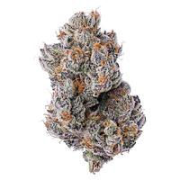 Coterie - Purple Zushi