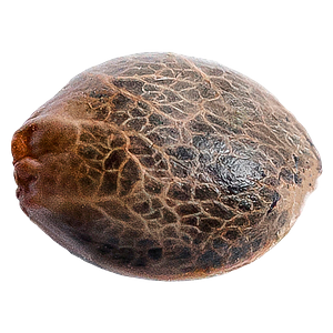 34 Street Seed Co. - Grandaddy Purps Seeds