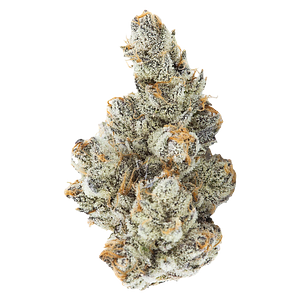 3rd Coast Genetics - Black Truffle