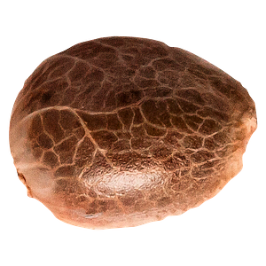 34 Street Seed Co. - Apple Cobbler