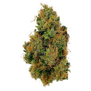 Bullrider - Afghani Bullrider